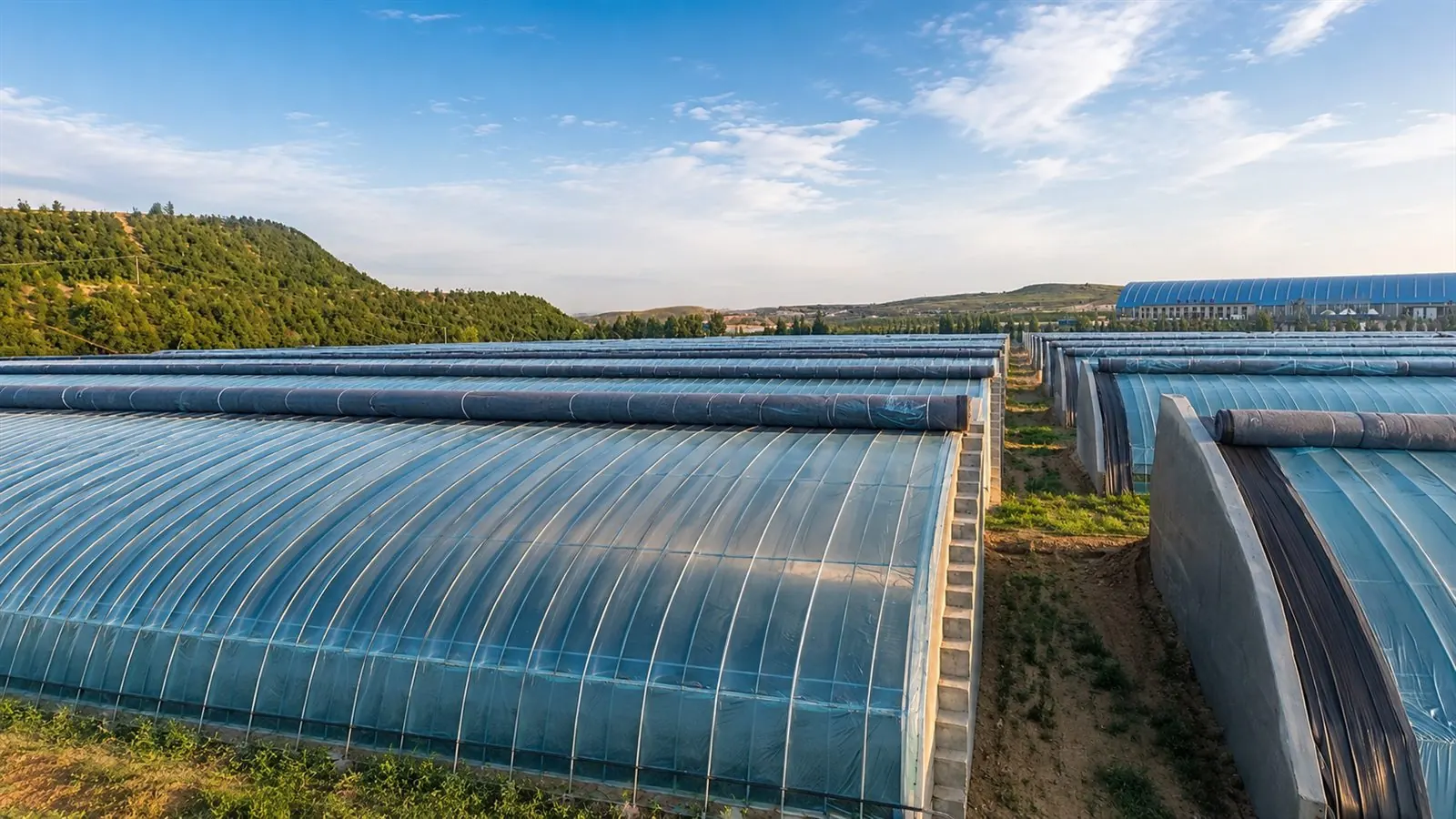 多座温室整齐排列的覆盖应用全景