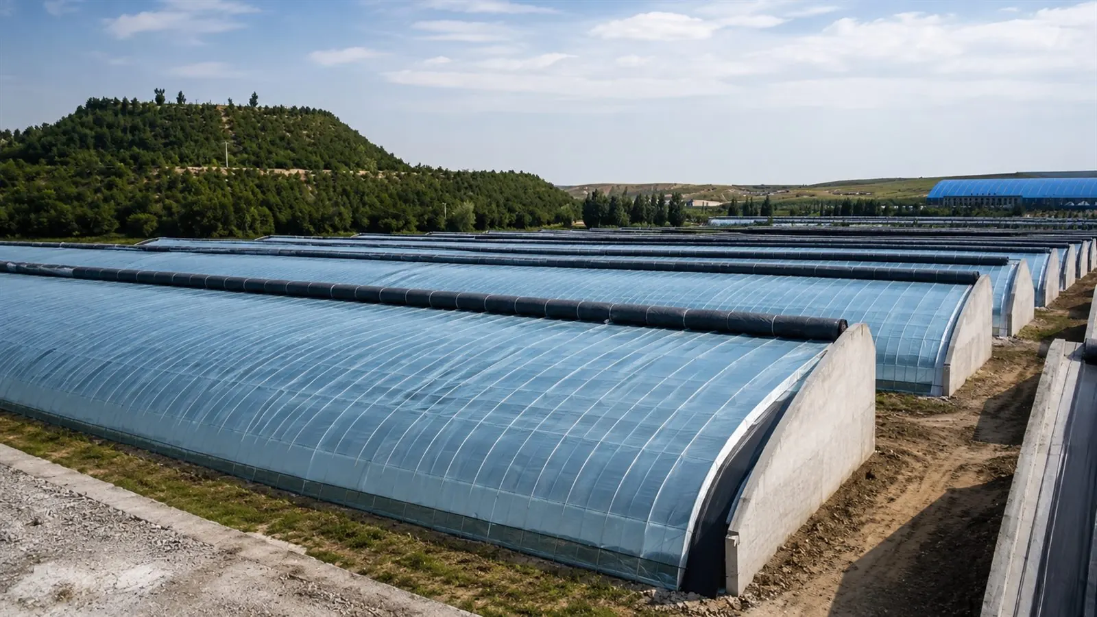 成排温室覆盖产品的应用画面